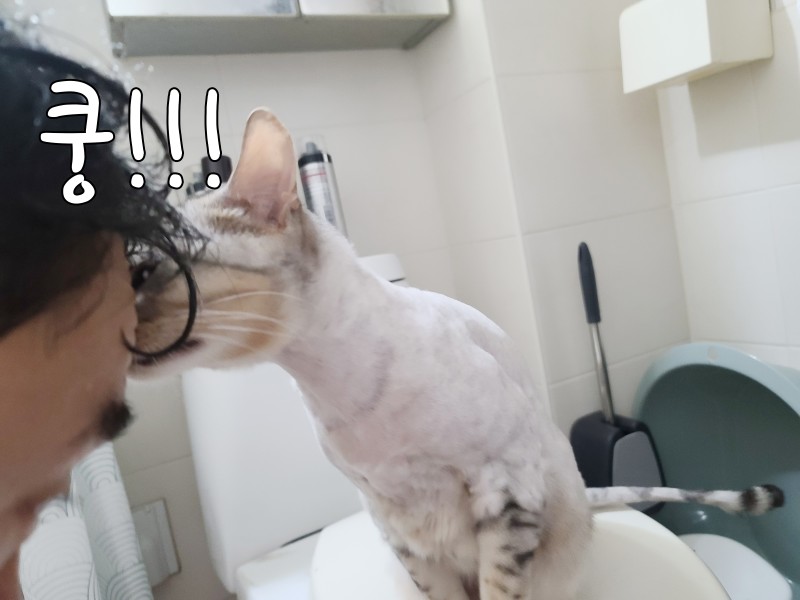고양이 머리 박치기 구분 잘해야 하는 이유 : 네이버 블로그