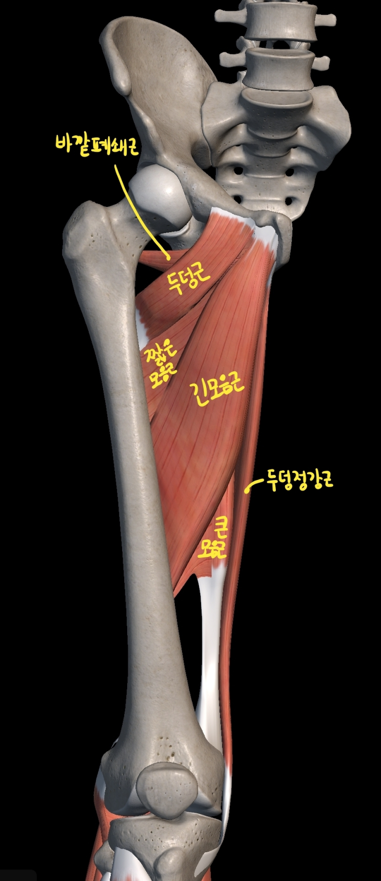  [하지 근육] 넙다리 안쪽칸 근육