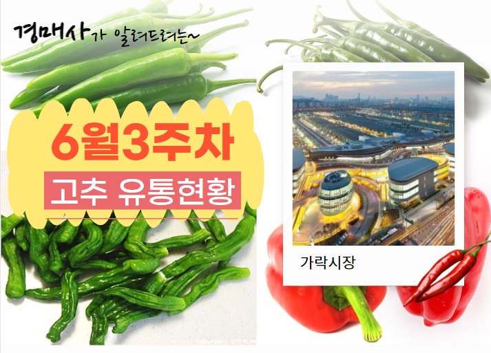 [경매사가 알립니다] 가락시장 6월 3주차 고추 유통현황