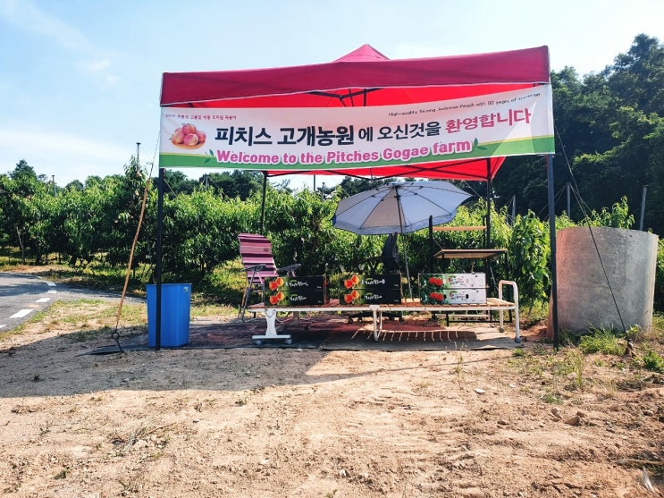  2021' 복숭아 첫 수확 시작 & 복숭아 직거래 장 [세종 조치원 복숭아 과수원 - 고개 농원]