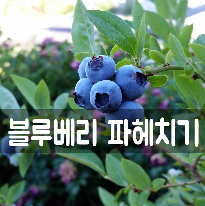  블루베리 놀라운 효능 칼로리 냉동블루베리 효과 잼 만들기