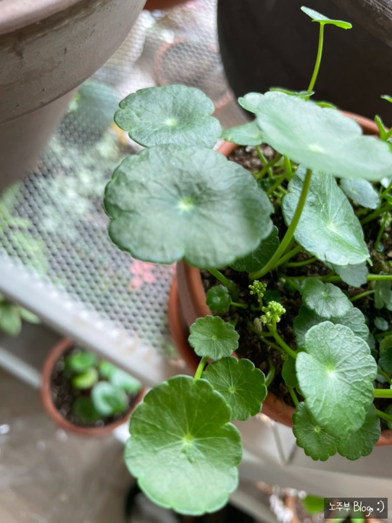 워터코인 : 워터코인 키우기, 워터코인 물주기 : 네이버 블로그