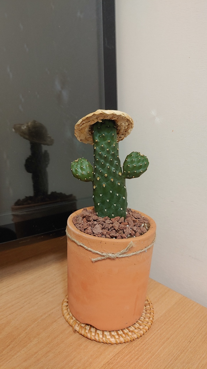  생일선물로 받은 선인장 키우기 ! 미니미해서 귀여운 만세선인장(자구선인장) 선물받았어요 !