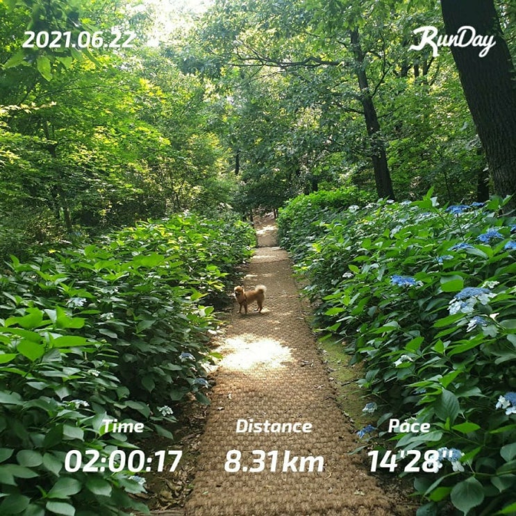  매일 5km 달리기 19일차
