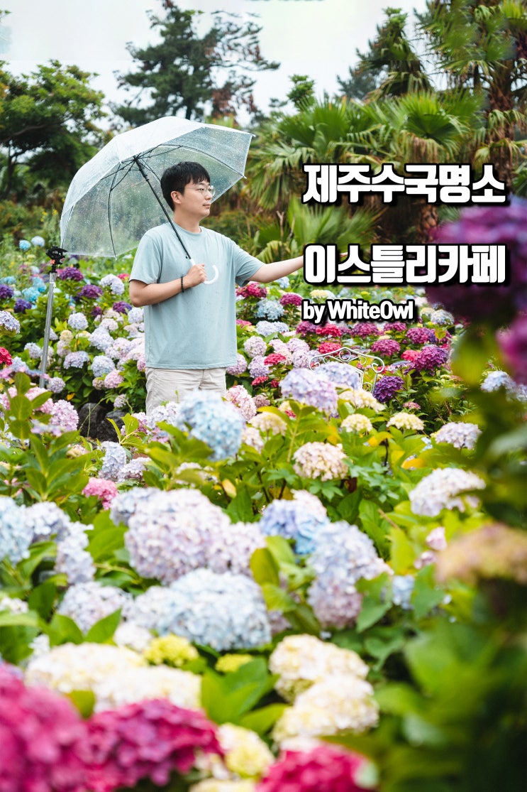  제주수국명소 성산 이스틀리 카페에는 온실 및 수국정원이 매력