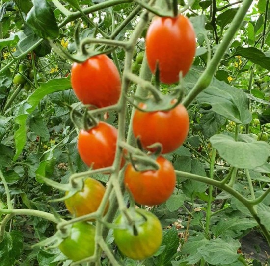 [대추 방울 토마토]  당일수확 당일배송  