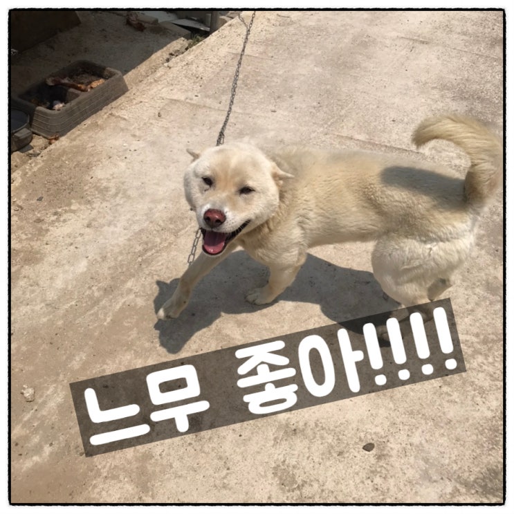  [댕댕이] 해맑개 시골개 진돗개 백구 설이와 봄이 ㅎㅎㅎ