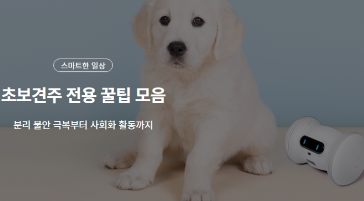  LG유플러스 인터넷 lot 가입 초보견주 전용 꿀팁 모음