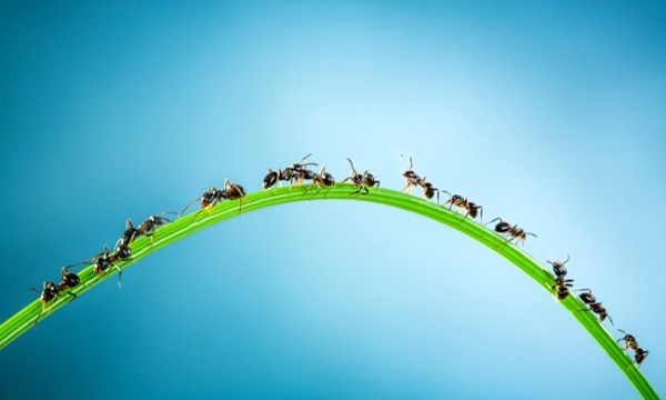 개미군단 박멸하는 법