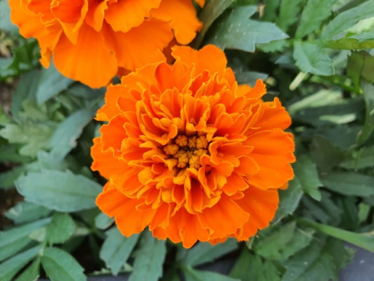  메리골드 프렌치 메리골드 키우기 How to Grow Tagetes from seeds (feat 메리골드 씨앗발아)