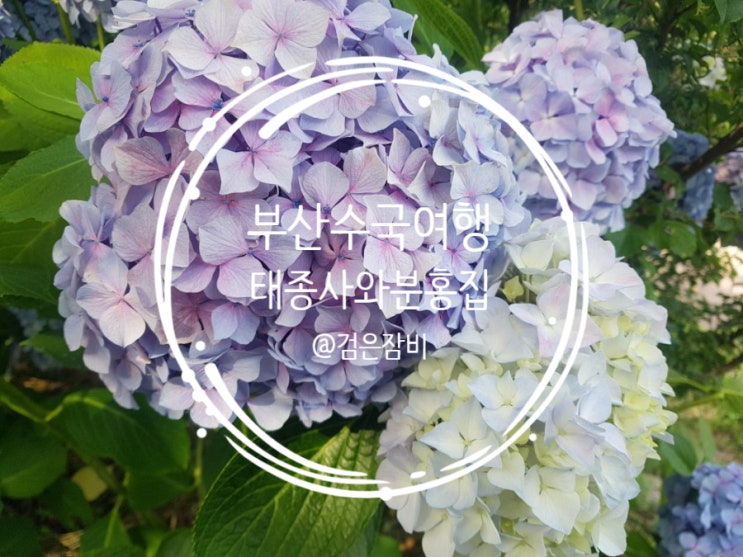  수국 명소 부산 태종대 태종사와 부산 영도 분홍집.(feat 수국 개화 시기)