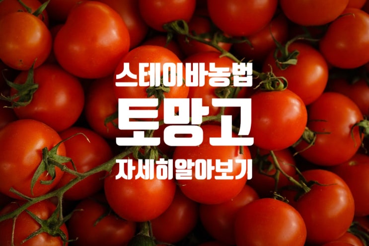 스테비아 토마토 부작용 임산부 주의!  토망고 설탕의 300배 스테이바 농법 괜찮을까?