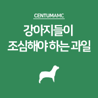  강아지들이 조심해야 하는 과일