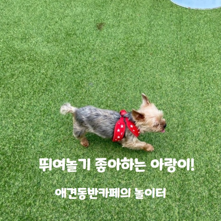  아랑이의 일상!! 뛰어놀기 좋아한다 하지만 관절이...! 조심해야 해!