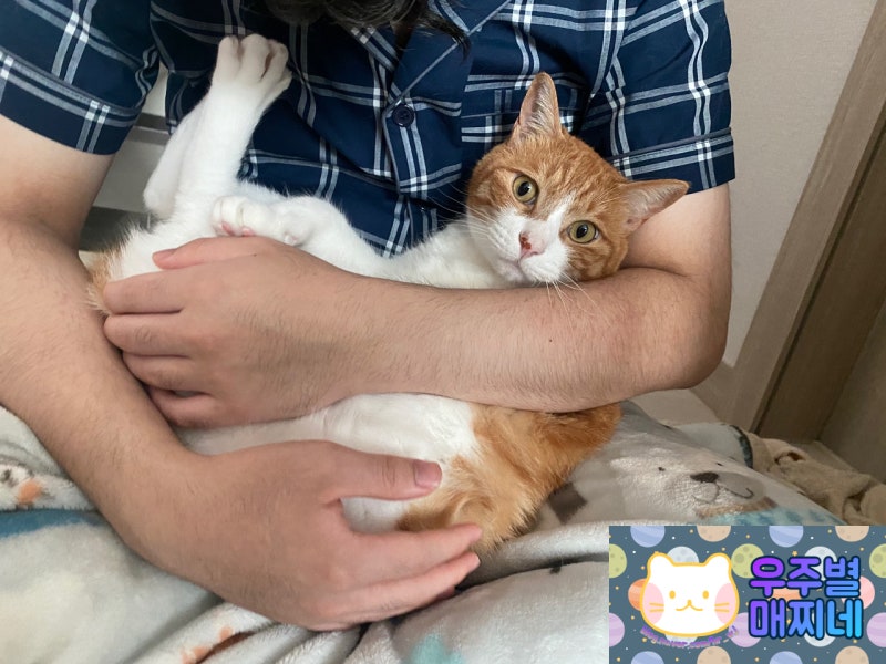 고양이 꿈 해몽! 집에 고양이가 있는 꿈, 고양이가 새끼 낳는 꿈 뜻은?