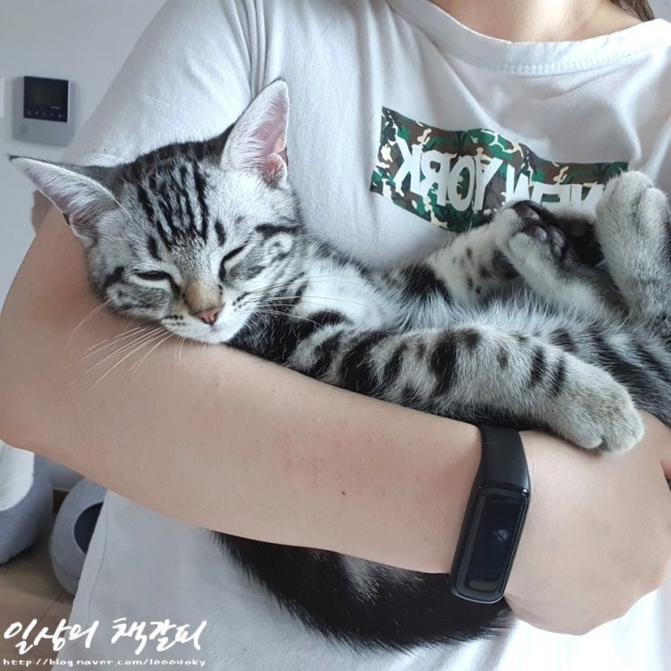  슈비일기 2021. 6. 23. 아기고양이 슈비가 혈변을?! (사진주의)