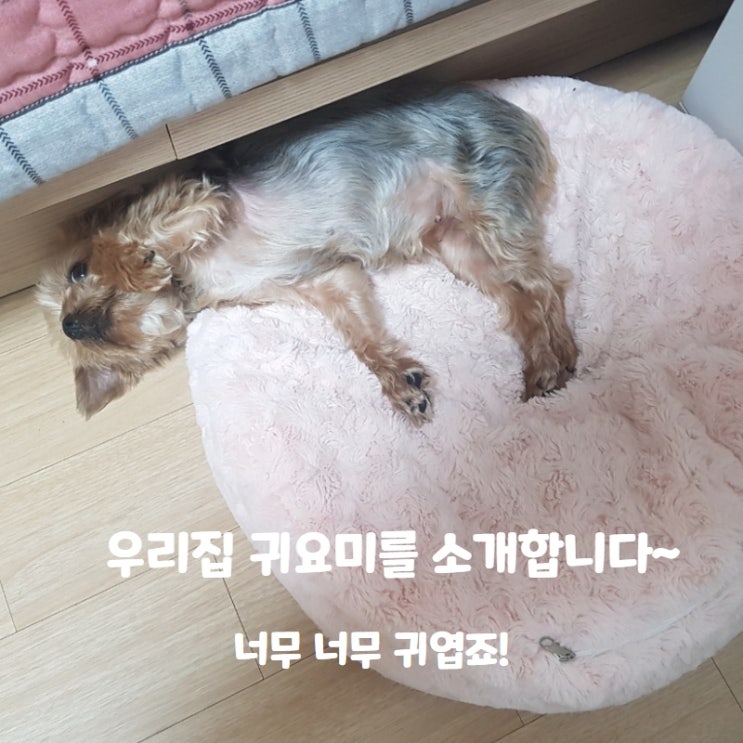  우리 집 반려견을 소개합니다~!