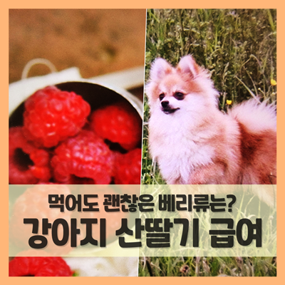  강아지 산딸기 먹어도 되나요 (f. 안전한 베리류 궁금해)