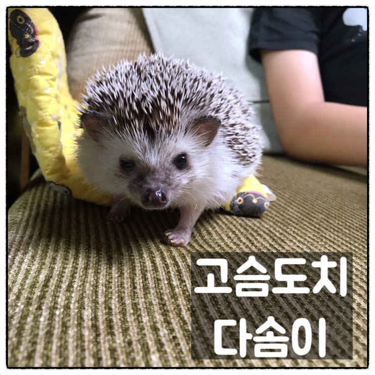  [고슴도치] 우리집 반려도치 다솜이