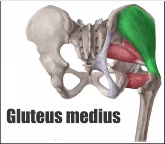 뇌성마비/정상발달 설명해주는 남자 - gluteus medius, minimus 근육 해부학 part1