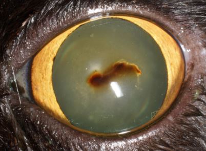 각막괴사증 고양이 눈에 검은 점이 생겼어요. 군산 안과 동물병원