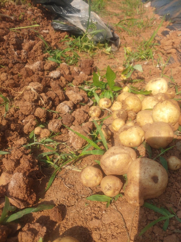 주말농장 감자수확하기 감자의효능효과