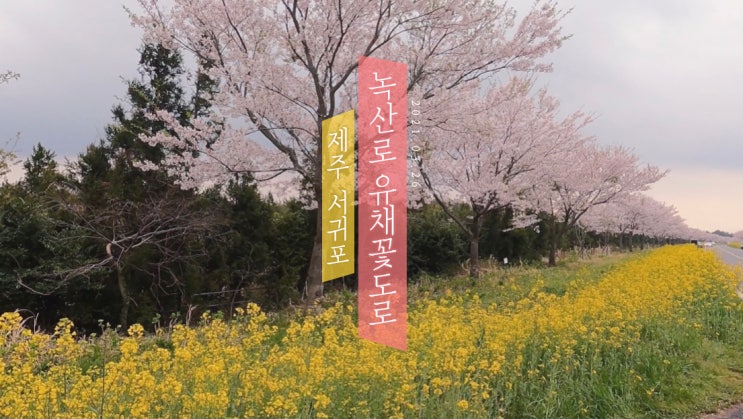  제주 봄여행ㅣ서귀포 녹산로 유채꽃도로