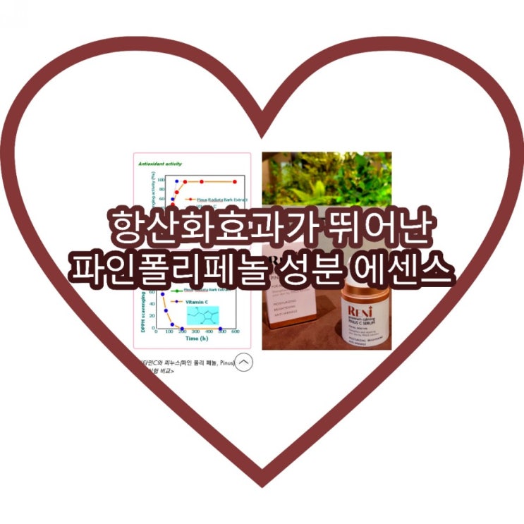  항산화에센스 파인폴리페놀 이 풍부한 레니 프리미엄 카밍 피누스 씨