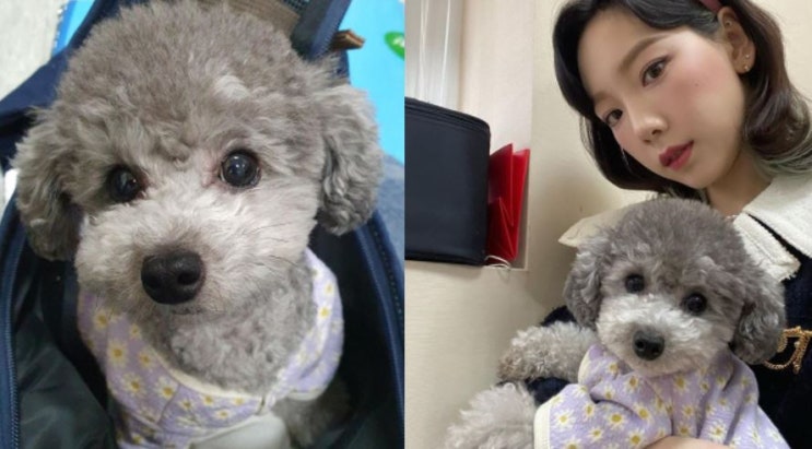 브랜드를 대표하는 이색 인플루언서