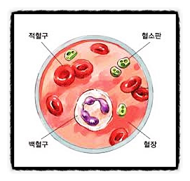  혈액의 구조, 유형 액체 성분, 적혈구 백혈구 혈장 혈소판 림프구