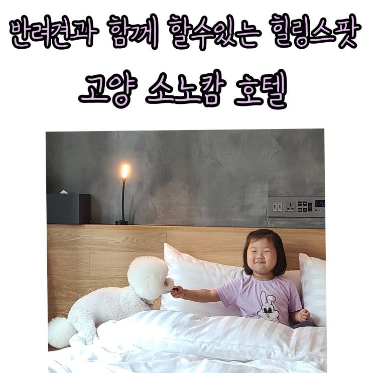  반려견과 함께하는 호캉스 고양 소노캄 구 엠블호텔  펫동반호텔  (feat.캘리포니아도넛클럽)