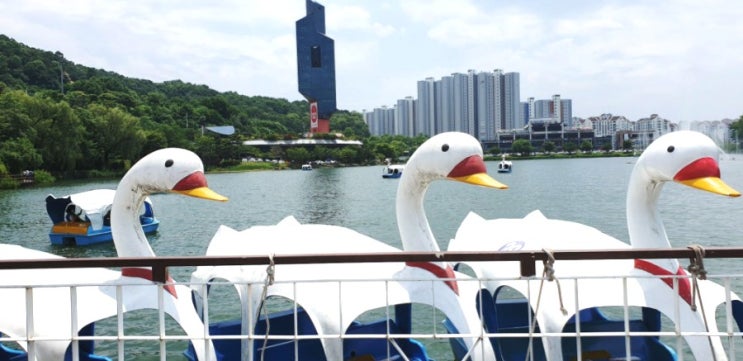  가볼만한 곳) 청주 명암저수지 오리배 후기 (가격,물고기,청둥오리)