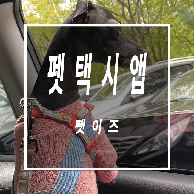  인천펫택시 반려동물 택시 펫이즈 이용하고 편하게 외출하세요!