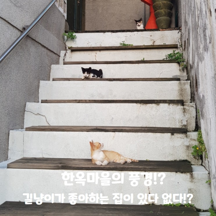  이 아이들은 누구인가!? 용감한 삼형제? 삼총사!