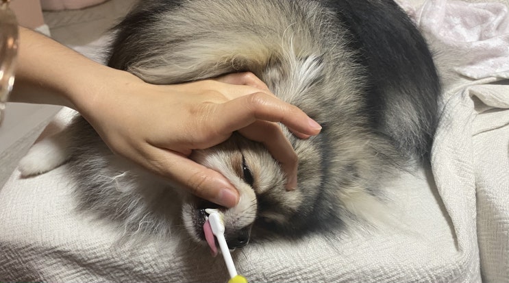  양치하는 꾸꾸