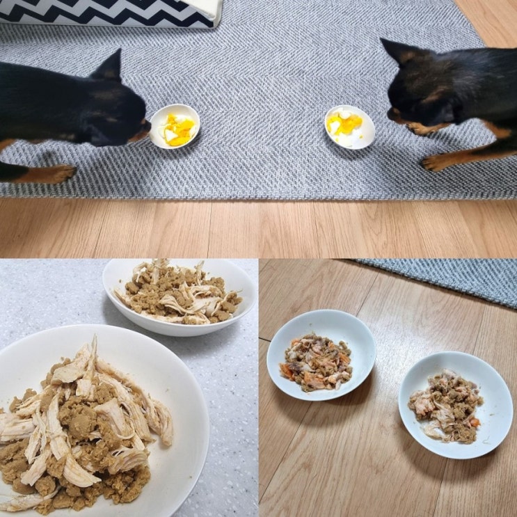 [반려견/식단,간식] 강아지 닭가슴살, 삶은 계란, 연어구이
