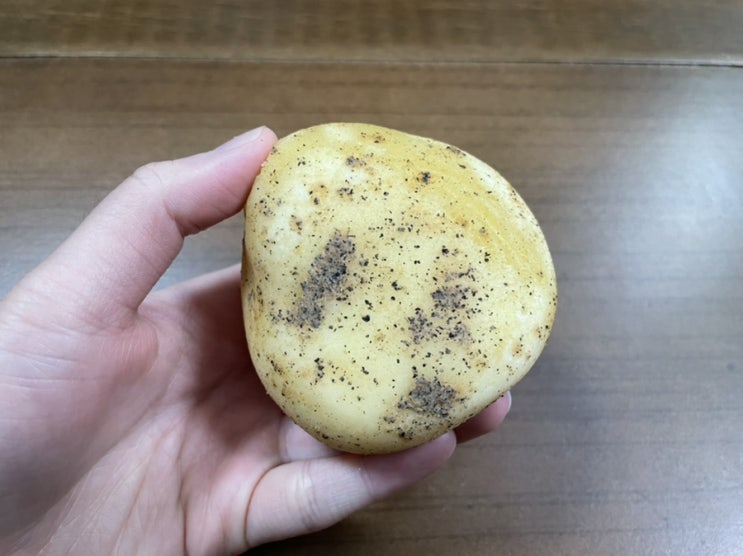 [춘천 감자빵] 춘천 카페 감자밭 감자빵 이건 리얼이다. 빵이야? 감자야?