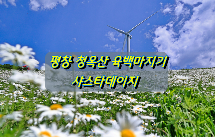강원도 힐링여행지 평창 청옥산 육백마지기 샤스타데이지 강원도 힐링여행지 평창 청옥산 육백마지기 샤스타데이지