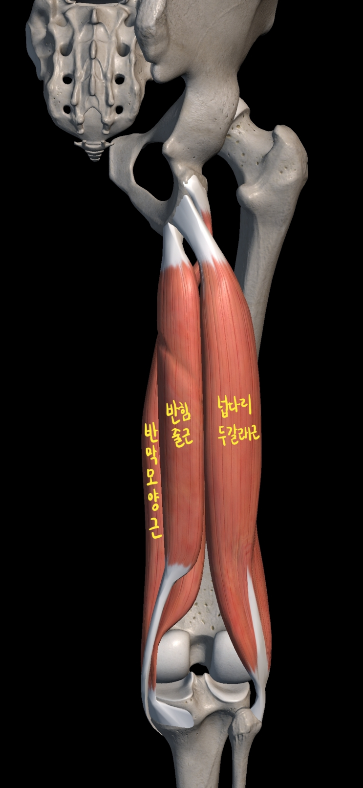  [하지 근육] 넙다리 뒤칸 근육
