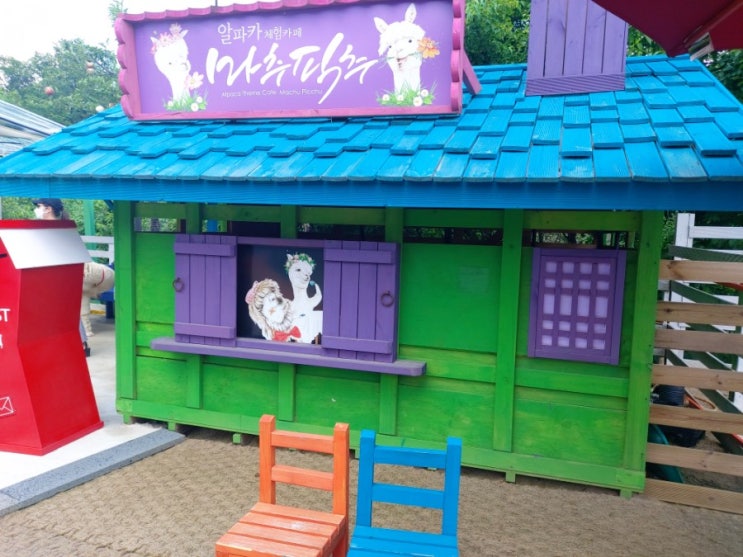  평창 아이들과 가기좋은까페! 먹이주기체험까지가능한 알파카까페 [마추픽추]