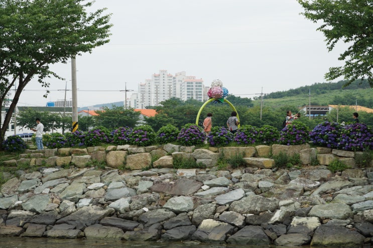  통영 가볼만한 곳 광도천 수국, 꽃길만 걷자~