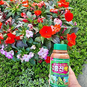 대유 총진싹 사용법 후기 입제 액제(유기농자재)지긋지긋한 총채벌레  진드기 나방애벌레 작....