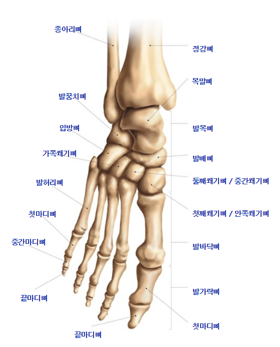  발뼈의 구조 (영어, 한글, 한자 명칭)