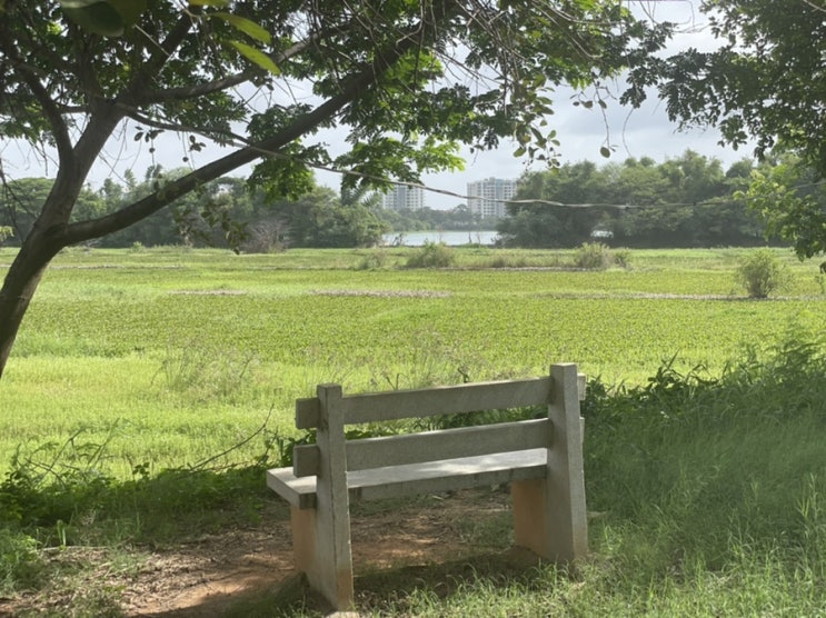  인도 방갈로루, 기분 좋게 산책할 수 있는 공원 아가라 레이크(Agara Lake)