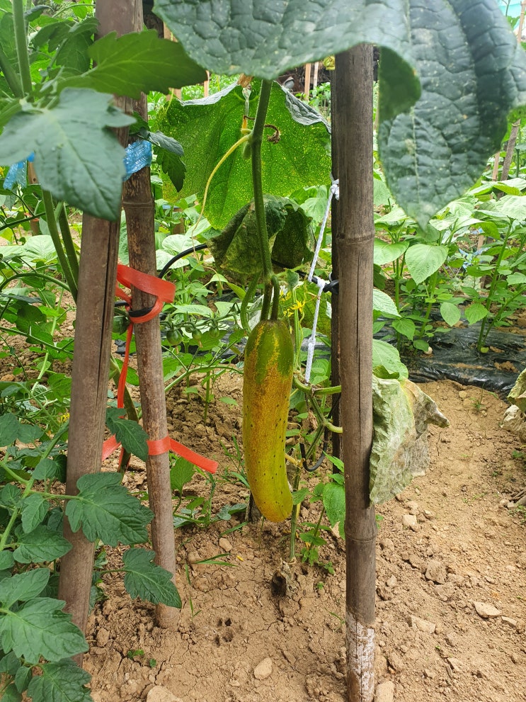  오이 색깔이 좀 변했다