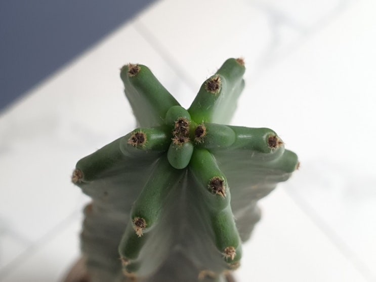  귀면각, 게으른 베짱이도 바쁜 일개미도 모두에게 사랑받는 식물! How to Grow Cereus jamacaru (feat 선인장 키우기)