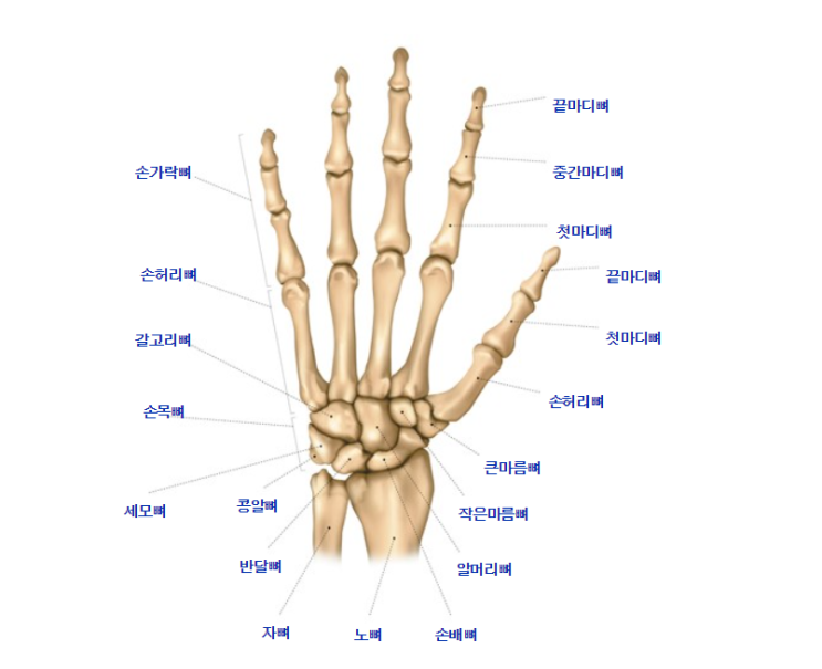  손뼈의 구조 (영어, 한글, 한자 명칭)