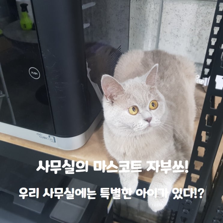  우리 사무실 마스코트!! 이름도 재미있는 자부!