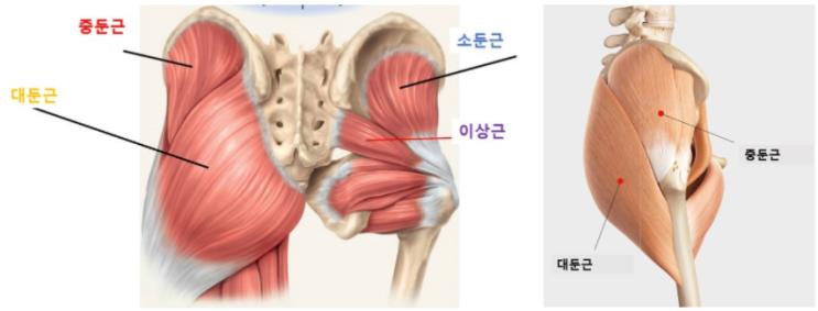 [몸꾸] 바디컨설팅 열번째 수업 - 중둔근 고관절 내전근 강화 운동, 복근(버드독, 바이시클 크런치)