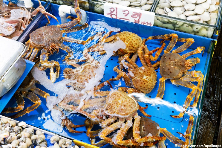 수원수산시장맛집 수원킹크랩시세 권선동맛집 대명수산 수원수산시장맛집 수원킹크랩시세 권선동맛집 대명수산